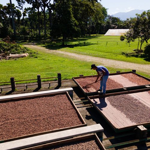 Palato Finca FHIA La Masica 138